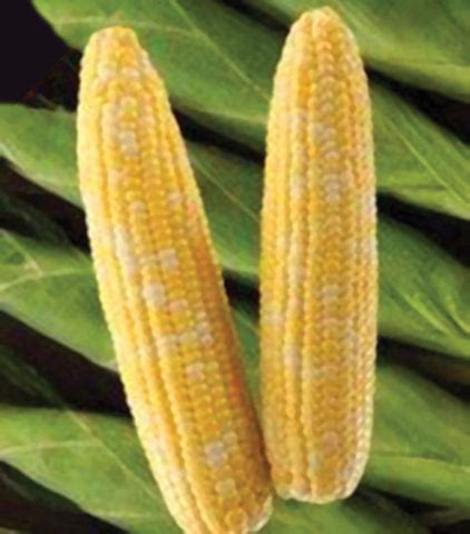 Roundup Ready Sweet Corn Seed – Harveyville Seed Company, Inc.