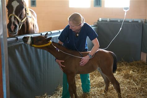 PennVet | Setting up Foals for Success: Ten Things to Do