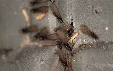 termite swarm outside house - Reita Flagg