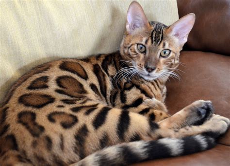 Beautiful Bengals – The Bengal Cat Directory – Resource for Bengal Cats ...