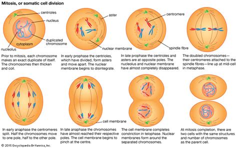 Mitosis stages Diagram | Quizlet