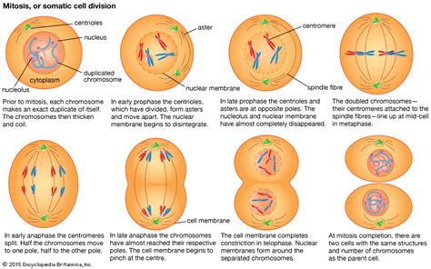 Mitosis stages Diagram | Quizlet