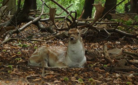 Photographs — Richmond Park — Deer — 24 September 2016 — 5 — wasaweb.net