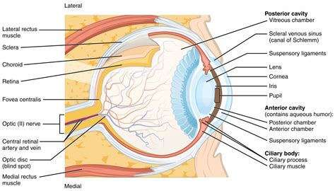 Eyeball Anatomy – Introduction to Sensation and Perception