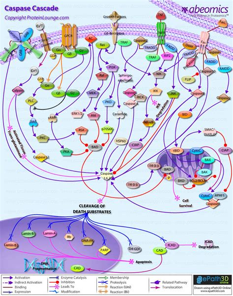 Caspase Cascade pathway