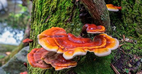 Reishi Mushroom: Benefits, Uses, and Recipes