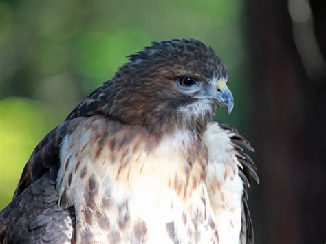 Broad-winged Hawk "Buteo platypterus" | Boreal Songbird Initiative