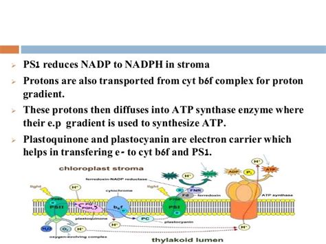 C3 pathway in plants.