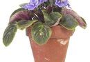How to Fertilize African Violets in Two-Part Self-Watering Pots | Home ...