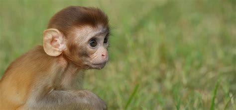 Hand-Rearing Baby Monkeys: Abu-Zoey's Life At Wildlife SOS - Wildlife SOS