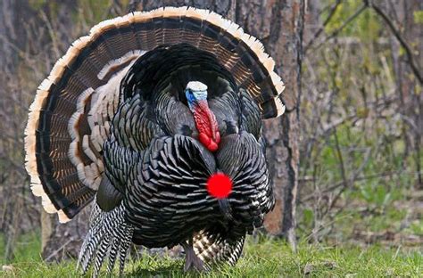 Crossbow Hunting Tips for Turkey