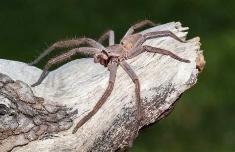 Huntsman Spider | Habitat, Diet, Venom, and more | Cool Kid Facts