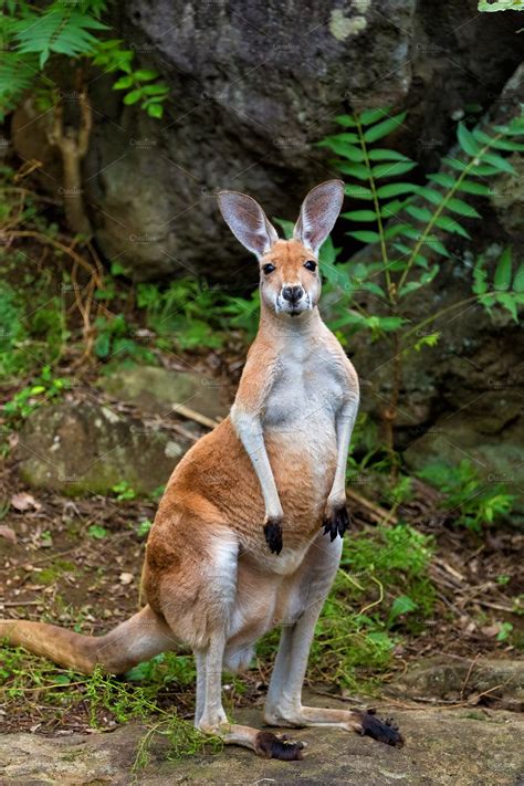 Red Kangaroo ~ Animal Photos ~ Creative Market