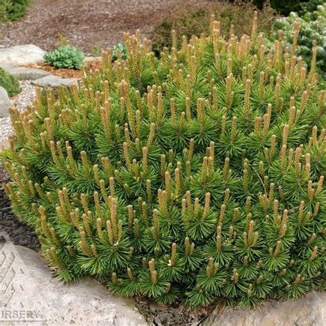 pinus mugo MUGO PINE – Needham'sNursery