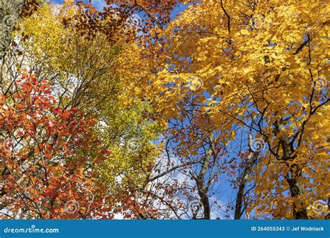 Trees with Fall Colors at Montagne D`argent. Quebec. Canada. Stock Image - Image of colorful ...