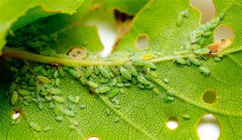 Aphid Damage Basil