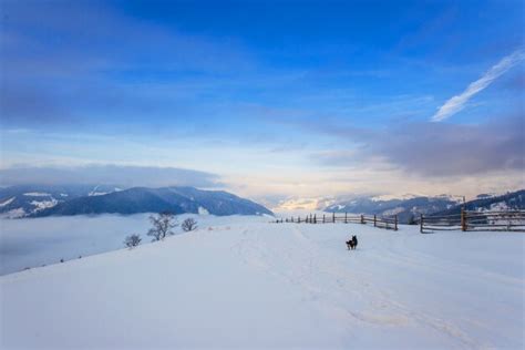 Premium Photo | Carpathian winter mountains