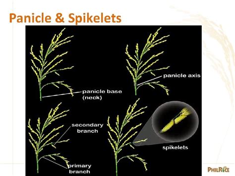 MORPHOLOGY OF THE RICE PLANT Part 1 Understanding