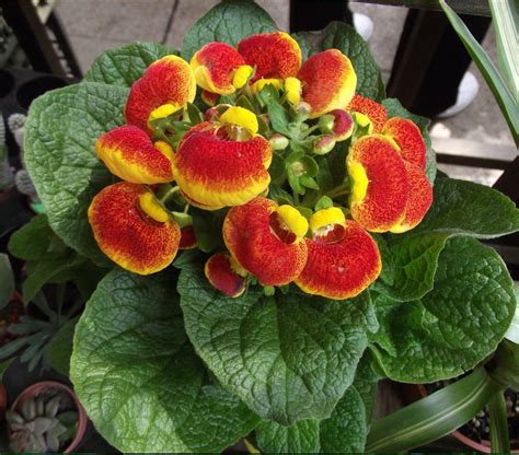 Slipper Flower Calceolaria herbeohybrida - 50 Seeds