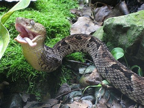 Brazil's Forbidden Snake Island - WorldAtlas.com