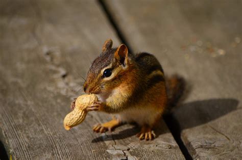 Types of Squirrels People Keep as Pets - PetHelpful