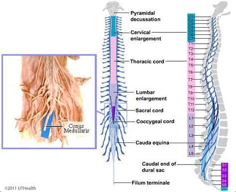 Filum Terminale / When a person moves the spine to stretch and bend, as happens regularly during ...