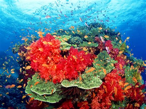 🔥 [40+] Colorful Coral Reef Wallpapers | WallpaperSafari