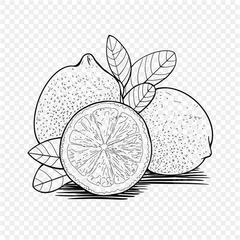 Fresh Lemon PNG Picture, Hand Drawn Lemon Linear Draft Fresh Small Fresh Line Fruit Sketch ...