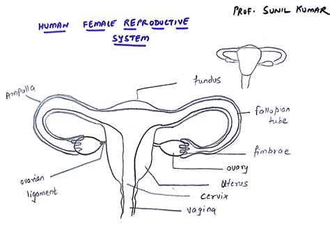 Female Reproductive System Labelled Drawing | Images and Photos finder