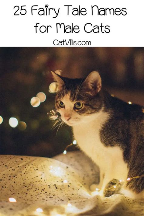 50 Adorable Fairy Tail Cat Names for Your Whiskered Angels