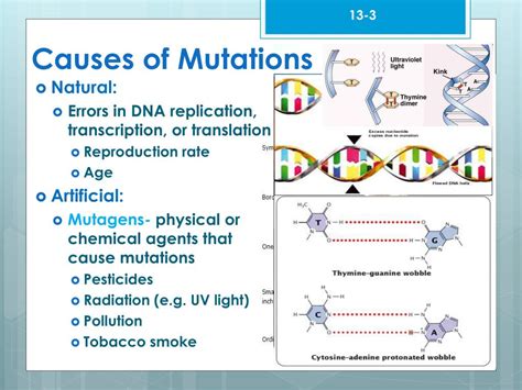 PPT - Chapter 13-3: Mutations PowerPoint Presentation, free download - ID:3014728