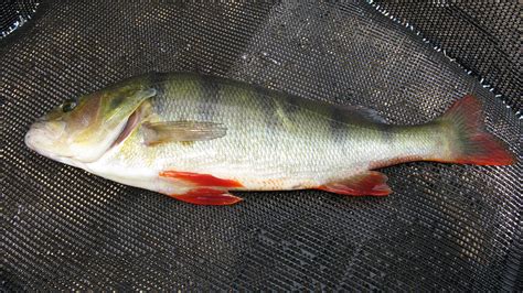 Redfin perch - Healthy Rivers