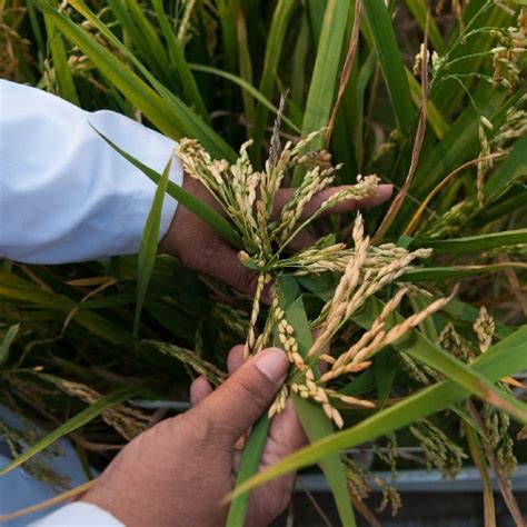 'New' rice varieties offer potential for greater crop resilience - Agri-TechE