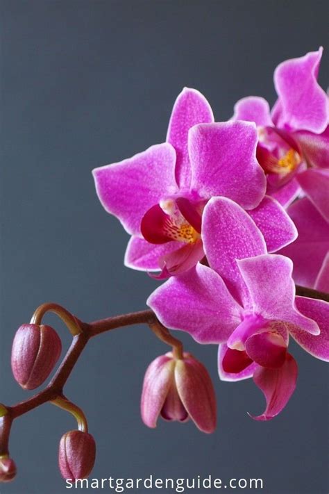 How much light do orchids need. An important question for good orchid ...