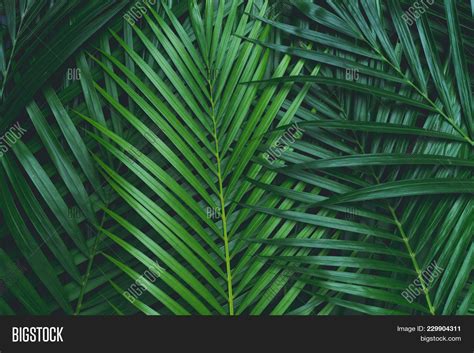 Palm Leaves, Coconut Image & Photo (Free Trial) | Bigstock