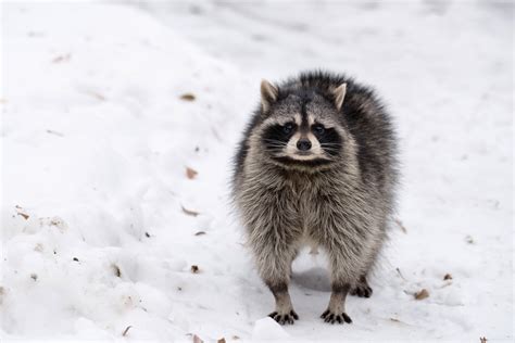 Raccoon Removal in the Winter | ABC Humane Wildlife Control and Prevention