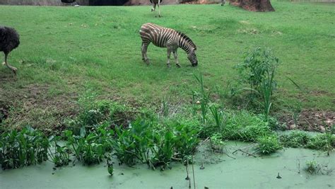 May 2013 - NC Asheboro Zoo - Zebra | Asheboro zoo, Animals images, Animals