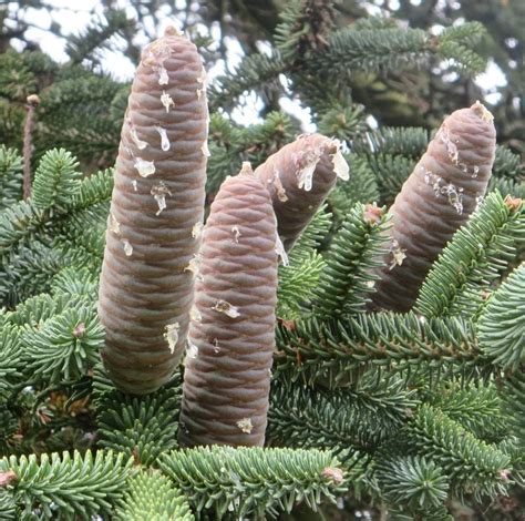 Conifer Cone Key - Tree Guide UK - conifer tree ID by cone