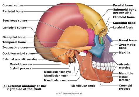 bones in the skull | frontal bones 1 pareital bones 2 temporal bones 2 ...