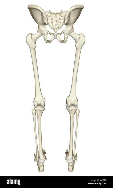 The bones of the lower body Stock Photo - Alamy