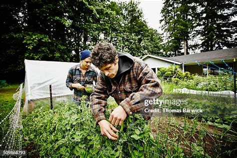 Pea Picker Photos and Premium High Res Pictures - Getty Images