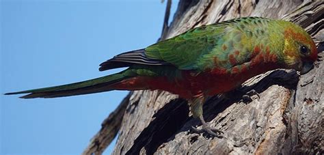 Western Rosella Personality, Diet and Lifespan - Parrot World