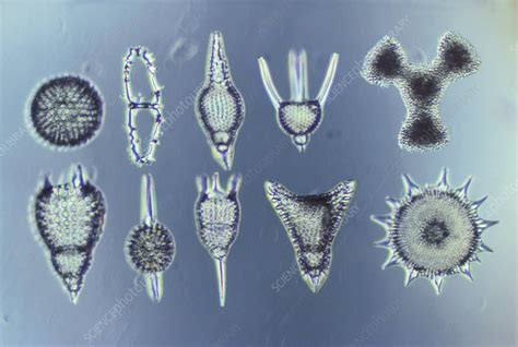 Radiolarians - Stock Image - C009/4879 - Science Photo Library