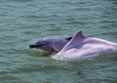 Meet the Chinese white dolphins - CGTN