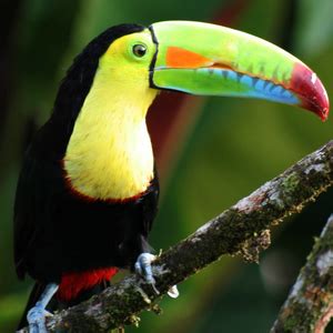 Tucán Pico Iris | Toucan images, Toucans, Rainforest