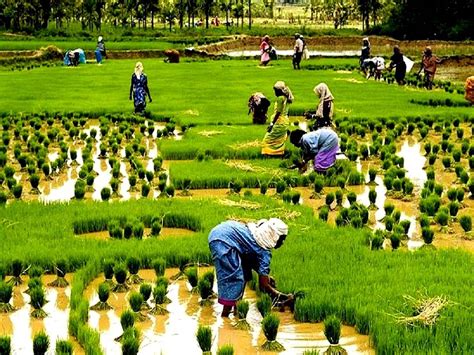 Promotion of Organic and Natural Farming to Benefit Kerala: Expert