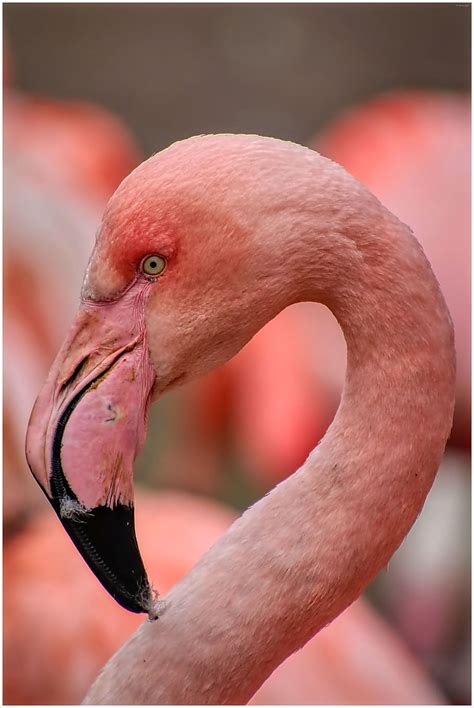 flamingo, zoo, bird, pink, nature, bill, water bird, feather, plumage, neck | Pxfuel