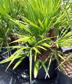 Needle Palm Trees for Sale | Low Growing Palm | Willis Orchard Company