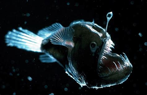 15 Of The Freakiest Deep-Sea Creatures