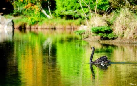 Black Swan wallpapers HD for desktop backgrounds